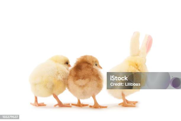 Easter Chicks — стоковые фотографии и другие картинки Выделяться из толпы - Выделяться из толпы, Три животных, Цыплёнок