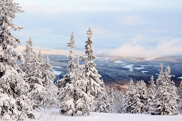 Winter and snow covered trees in Trysil Mountain, Norway