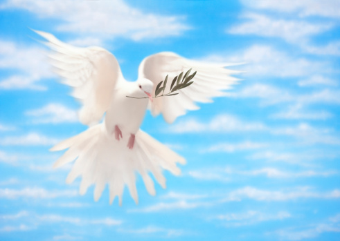 White dove carrying an olive branch flying against a backdrop of sky and clouds