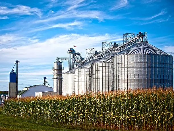 Corn dryer silos standing in a field of corn