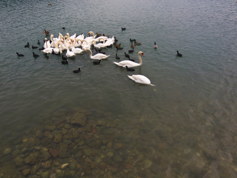 White Swans in group like rose  on Lake Zbilje in cloudy evening, Slovenia.