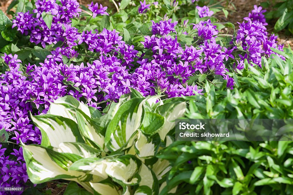 Bellflowers und Hostas - Lizenzfrei Funkie Stock-Foto