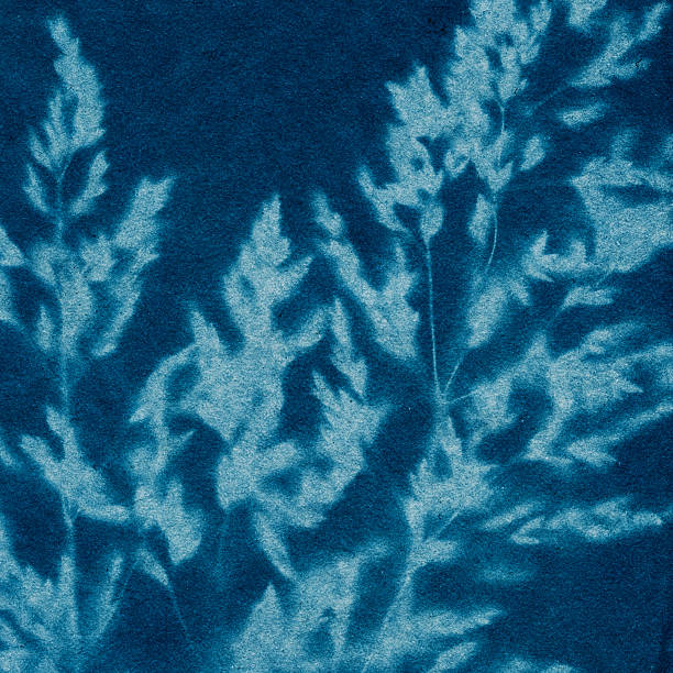 Plant cyanotype  darkroom photos stock pictures, royalty-free photos & images