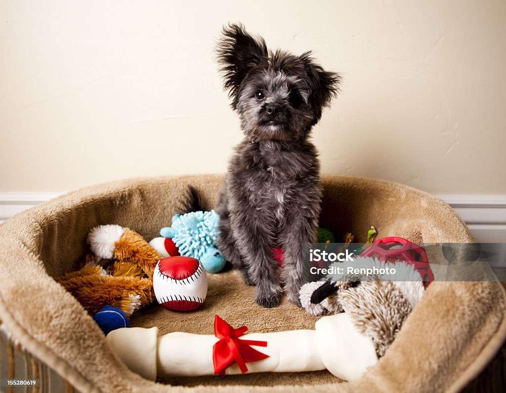 Spoiled Yorkiepoo Puppy Sitting in Bed of Toys Toy Stock Photo