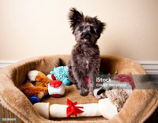 Spoiled Yorkiepoo Puppy Sitting In Bed Of Toys Stock Photo - Download Image Now - Toy, Dog, Puppy