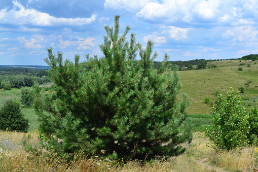 a large pine tree grows in the middle of the field