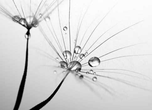 Dandelion seed with water drops and white background. Rendered in black and white