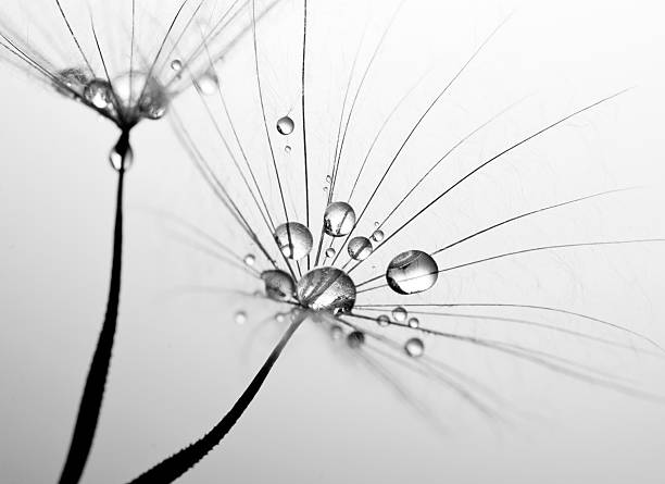 семя одуванчика макро - dandelion nature water drop стоковые фото и изображения