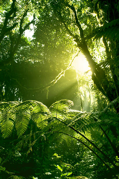 manhã sol na floresta pluvial da costa rica - monteverde cloud forest imagens e fotografias de stock