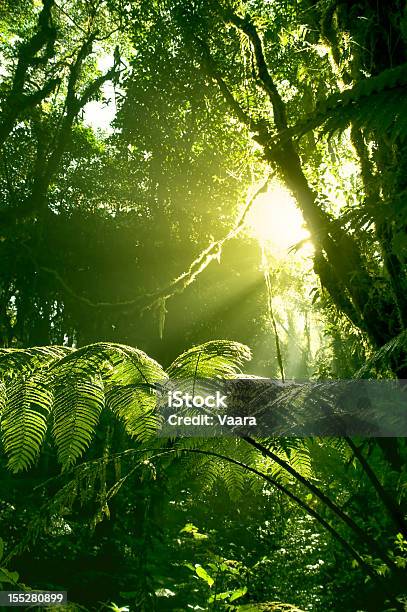 Foto de Sol Da Manhã Em Floresta Tropical Costarriquenha e mais fotos de stock de Floresta pluvial - Floresta pluvial, Floresta tropical, Costa Rica