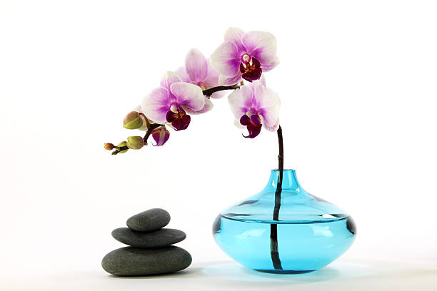Orchid in a Blue Vase stock photo