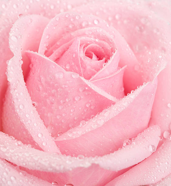 pink rose, flower, water droplets, wet, beauty, feminine