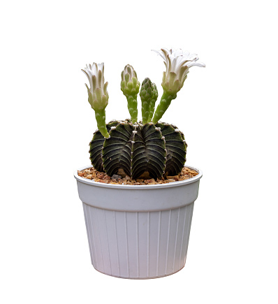 Cactus Gymnocalycium with flower blooming in pot isolated on the white background