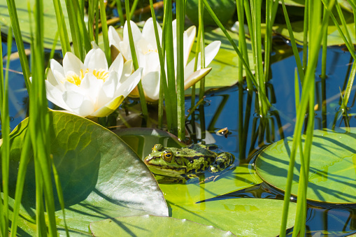 idyllic photography of a frog in a lake surrounded by plants and water.