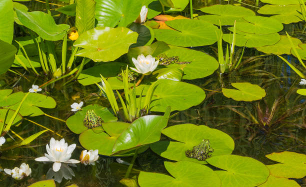 frogs and waterlilies in pond - frog water lily pond sunlight imagens e fotografias de stock