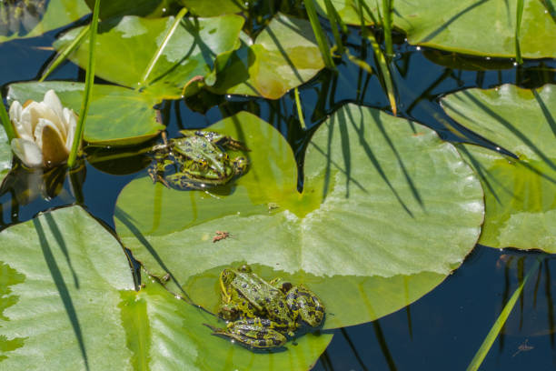 istock Pond with Frogs and Leaves 1552819338