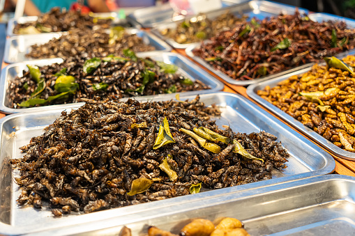 Fried insects meal worms for snack. Fried grasshoppers is food insect. Thai snacks popular on street foods