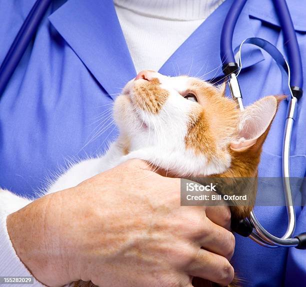 Veterinario - Fotografie stock e altre immagini di Felino selvatico - Felino selvatico, Gatto domestico, Clinica veterinaria