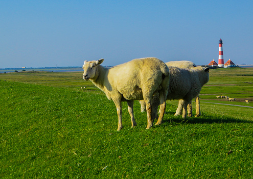 Sheep with Lighthouser Westerhever Germany