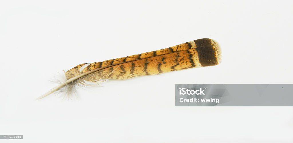 Lagópodo de pluma en blanco - Foto de stock de Ave de caza libre de derechos