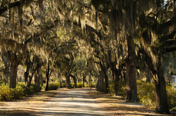 Live Oak tree draped in Spanish moss waits for the return of warmer weather. 