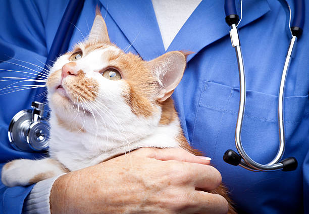 vétérinaire - vet domestic cat veterinary medicine stethoscope photos et images de collection