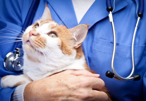 Vet holding cat.