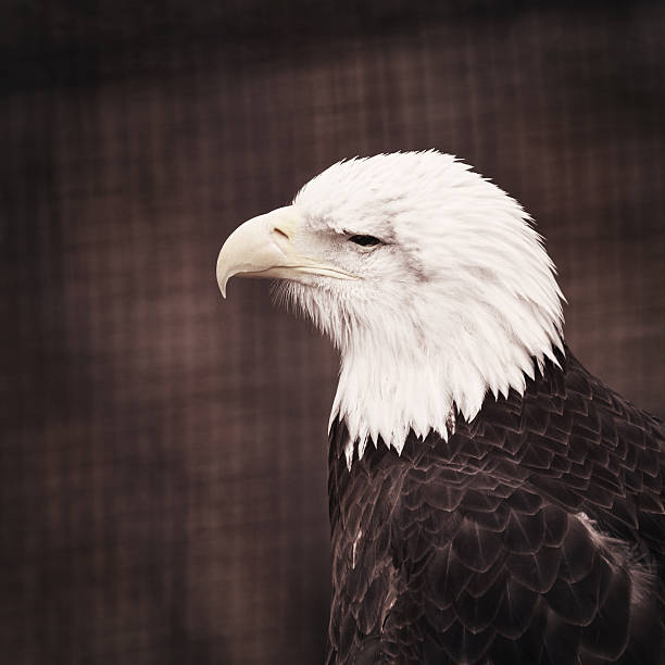 blind weißkopfseeadler eagle - hunting blind stock-fotos und bilder