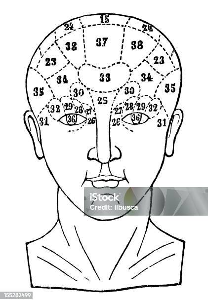 Tête Humaine Crâne Phrenology Bureau Vecteurs libres de droits et plus d'images vectorielles de Crâne de phrénologie - Crâne de phrénologie, Adulte, Antiquités