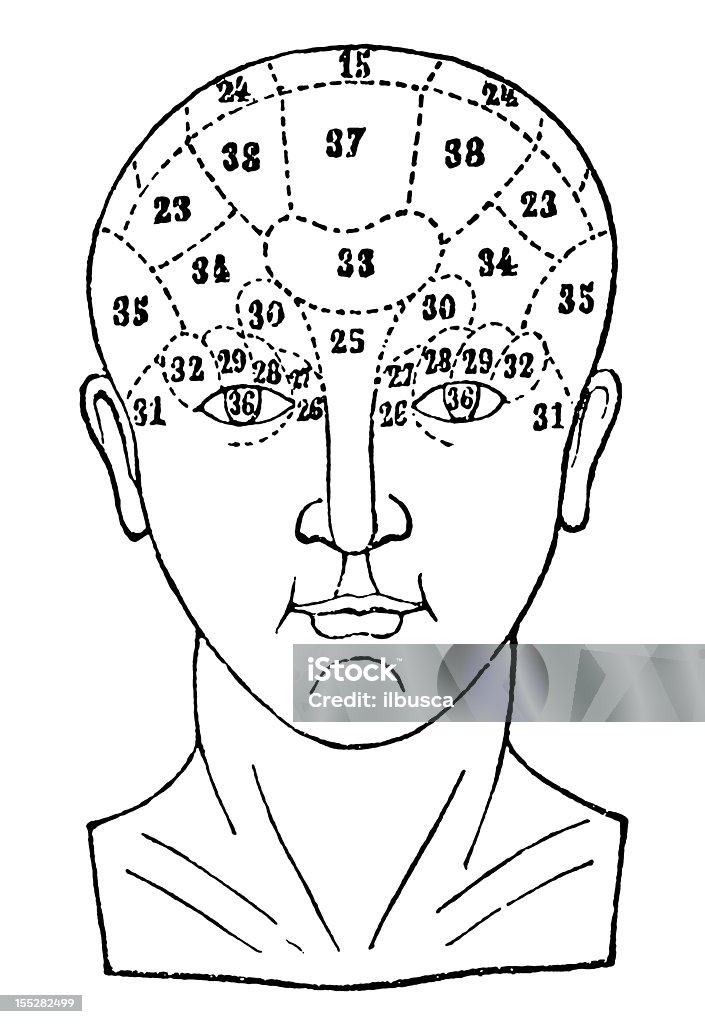 Голова человека череп phrenology исследования - Стоковые иллюстрации Френология роялти-фри