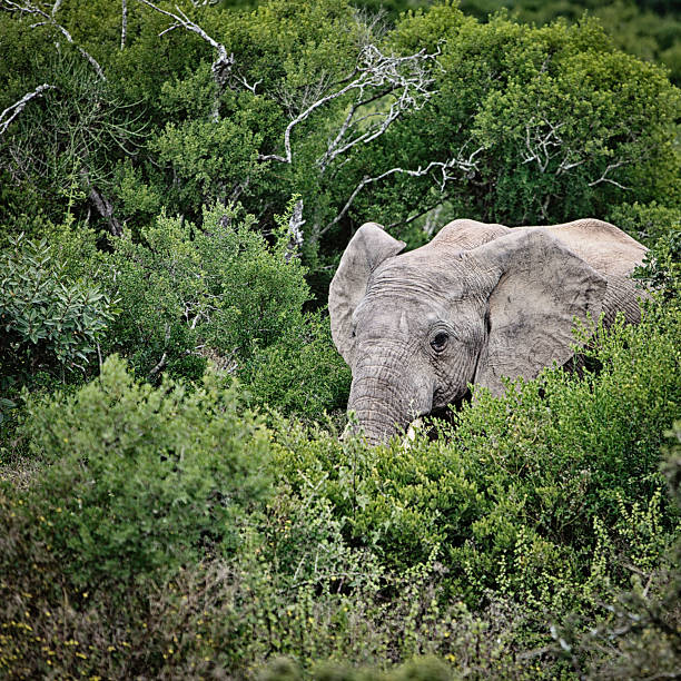 Elephant emerging from the bush, South Africa stock photo