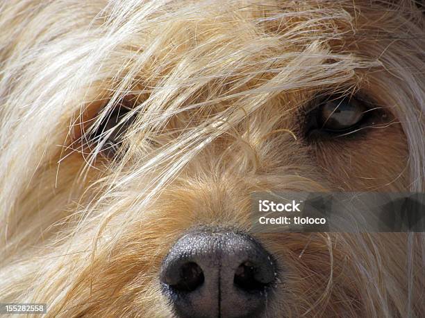 ダーク犬の目 - カラー画像のストックフォトや画像を多数ご用意 - カラー画像, ペット, ポートレート