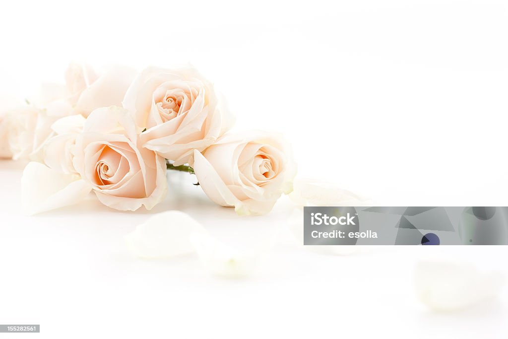Białe róż - Zbiór zdjęć royalty-free (Róża)