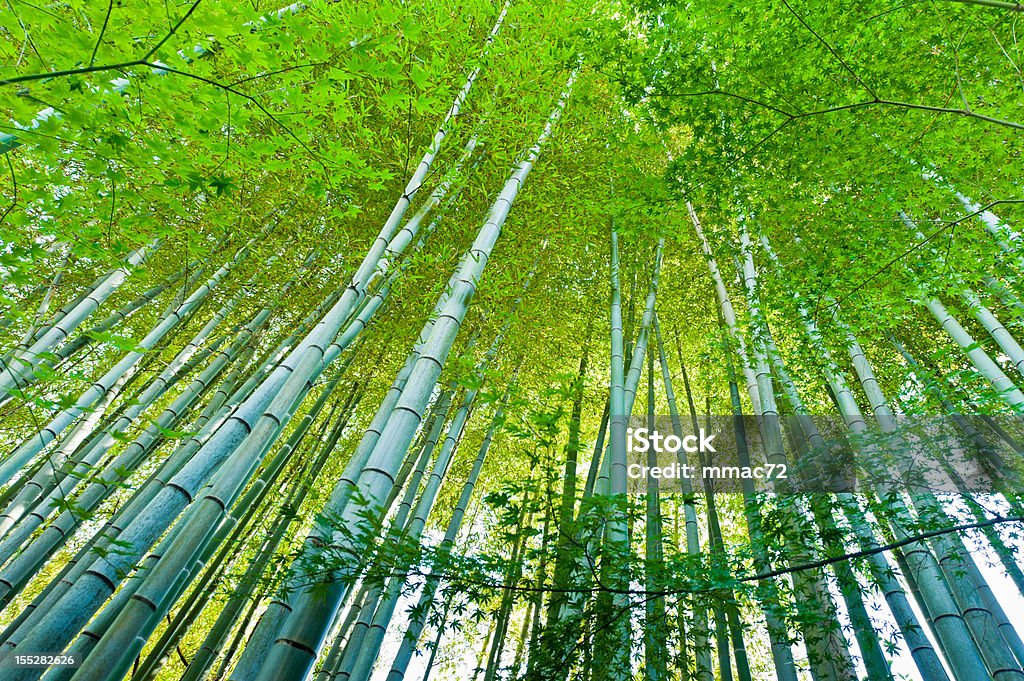 Las bambusowy - Zbiór zdjęć royalty-free (Azja)
