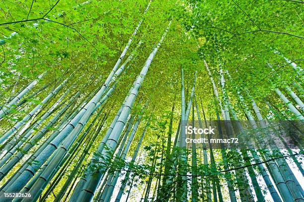 Бамбуковый Лес — стоковые фотографии и другие картинки Азия - Азия, Бамбук, Без людей