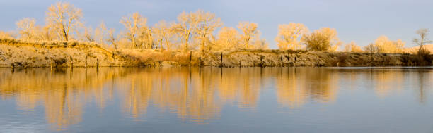 река бойсе утро - bare tree environment nature boise стоковые фото и изображения