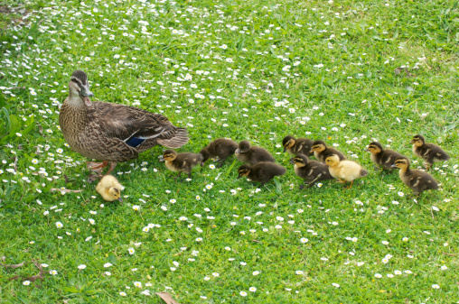 A mother mallard duck with her ducklings