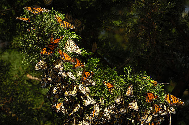 istock Close-up of Monarch Butterflies on Branch 155282697