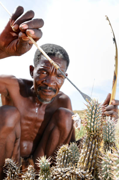 kalahari buschman schneiden hoodia pflanze porträt - kalahari gemsbok national park stock-fotos und bilder