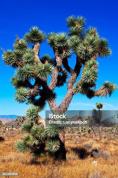 Joshua Tree Und Steine Stockfoto und mehr Bilder von Nationalpark Joshua Tree - Nationalpark Joshua Tree, Josuabaum, Australisches Buschland