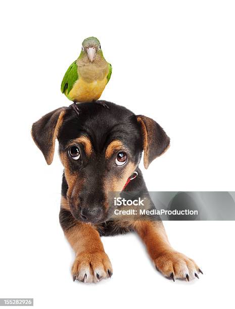 Pies I Parrot - zdjęcia stockowe i więcej obrazów Pies - Pies, Ptak, Papużka