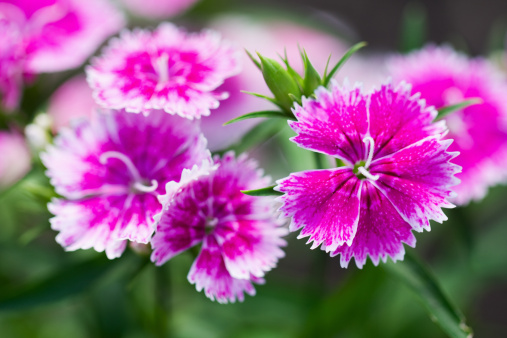 Sweet William Dianthus.  Shallow DOF.  Focus on the stamen on the closest flower.