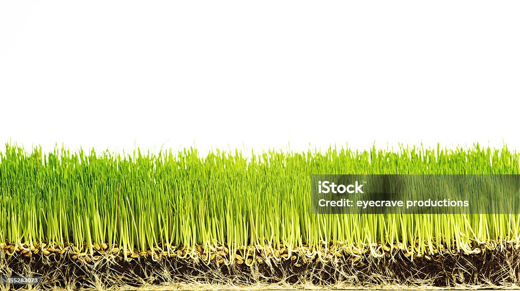 Trawa pszeniczna ostrza i odsłoniętych korzeni - Zbiór zdjęć royalty-free (Trawa)