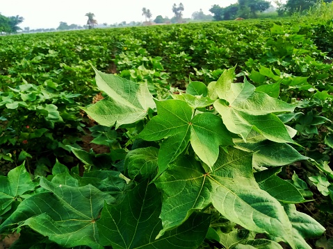 An image taken from a low angle, portraying soy crops thriving successfully.