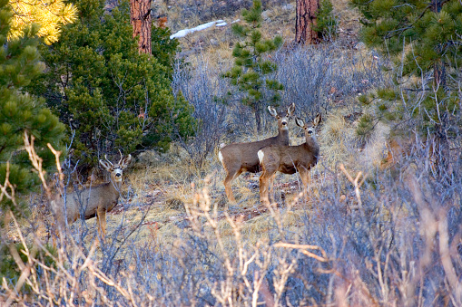 Young buck and his harem, high in the Colorado Rockies on a beautiful early spring morning.\n\n[img]http://www.istockphoto.com/file_thumbview_approve.php?size=1&id=3683966[/img] [img]http://www.istockphoto.com/file_thumbview_approve.php?size=1&id=10192527[/img] [img]http://www.istockphoto.com/file_thumbview_approve.php?size=1&id=2433753[/img] \n\n[img]http://www.istockphoto.com/file_thumbview_approve.php?size=1&id=7913795[/img] [img]http://www.istockphoto.com/file_thumbview_approve.php?size=1&id=7773246[/img] [img]http://www.istockphoto.com/file_thumbview_approve.php?size=1&id=2231684[/img] \n\n[B][url=http://www.istockphoto.com/file_search.php?action=file&lightboxID=6990940] View more wildlife images from my wildlife light box![/url][/B]\n\n\n[img]http://www.istockphoto.com/file_thumbview_approve.php?size=1&id=2910126[/img] [img]http://www.istockphoto.com/file_thumbview_approve.php?size=1&id=3643072[/img] [img]http://www.istockphoto.com/file_thumbview_approve.php?size=1&id=3454724[/img] \n\n[img]http://www.istockphoto.com/file_thumbview_approve.php?size=1&id=3650857[/img] [img]http://www.istockphoto.com/file_thumbview_approve.php?size=1&id=2955047[/img] [img]http://www.istockphoto.com/file_thumbview_approve.php?size=1&id=2910458[/img] \n\n[B][url=http://www.istockphoto.com/file_search.php?action=file&lightboxID=7124040] View more winter images from my winter light box![/url][/B]