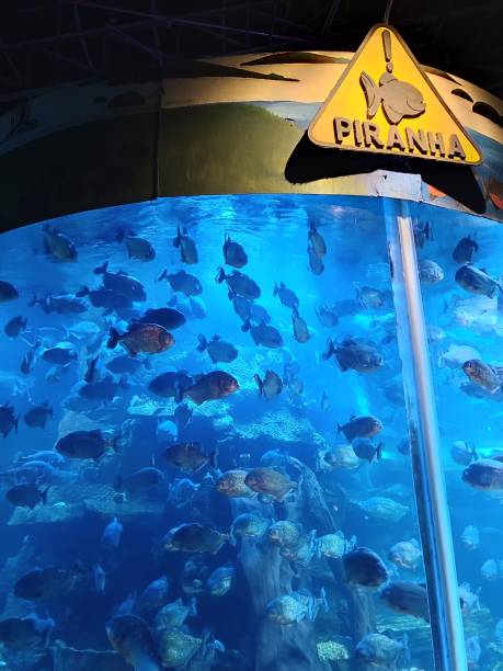 istock Piranha in Aquarium 1552831635
