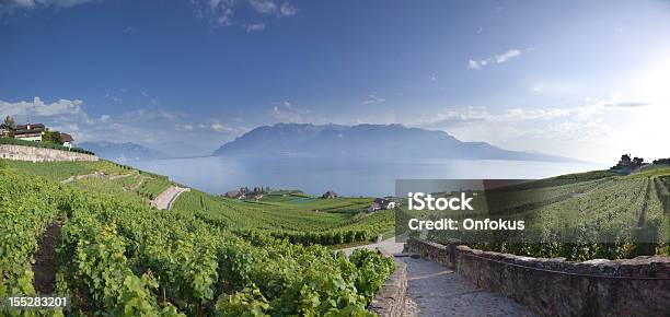 Vigneti Intorno Al Lago Di Ginevra Svizzera Montreux - Fotografie stock e altre immagini di Svizzera