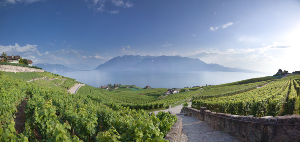 Vineyards Around Lake Leman in Montreux, Switzerland.