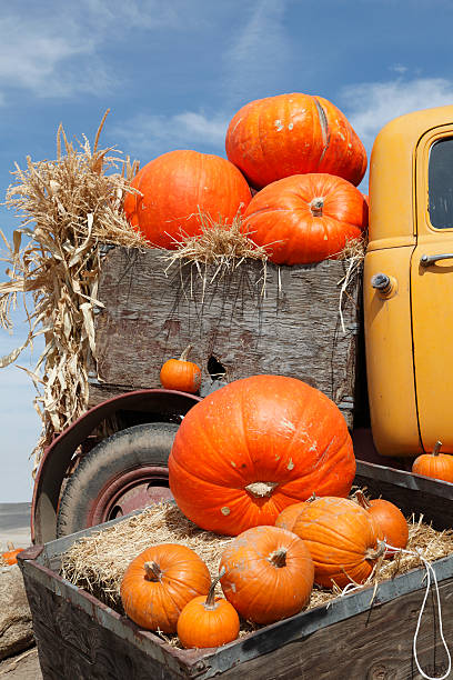 istock Truckload Of Bright Orange Pumpkins 155283339
