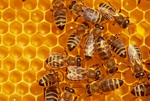 Bees working on the comb
